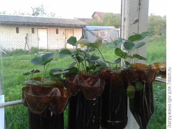 клубника на подвесных грядках, 2015 г. эксперимент не оправдался.