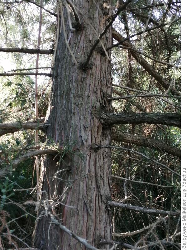 Вот ствол дерева