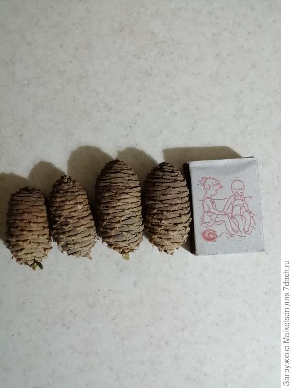 Вот шишки, светло коричневые, длинной со спичечный коробок