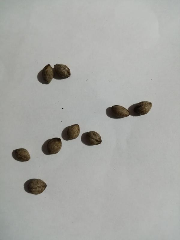 Подскажите пожалуйста, чьи это семена?