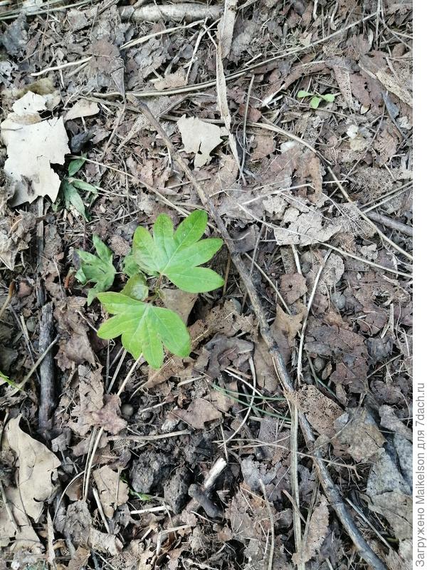 Может какой то вид клена