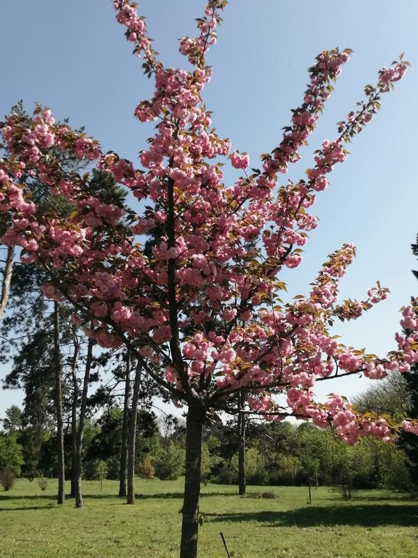 Календарь цветения: деревья, кустарники и цветы в парках Villagio