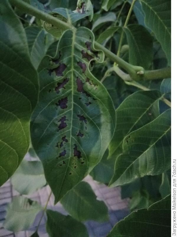 Большинство листьев Грецкого ореха имеют коричневые пятна, какое заболевание это может быть или чем вызвано?