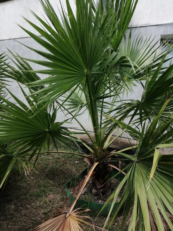 Подскажите пожалуйста название пальм?