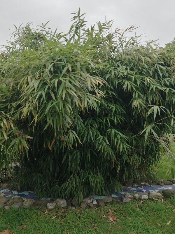 Помогите определить вид бамбука? Краснодарский край