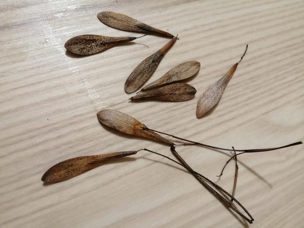 Подскажите пожалуйста какого дерева эти семена? Похожи на ясень но гораздо больше