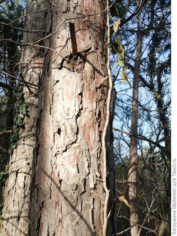 Ствол взрослого дерева