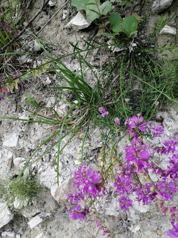 Подскажите пожалуйста название этого цветущего растения? Фото сделано в горной местности Краснодарского края