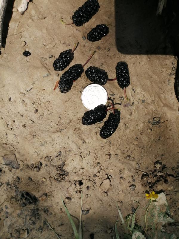 Помогите пожалуйста определить вид Шелковицы? Плоды вытянутые, длиннее 5 руб. монеты