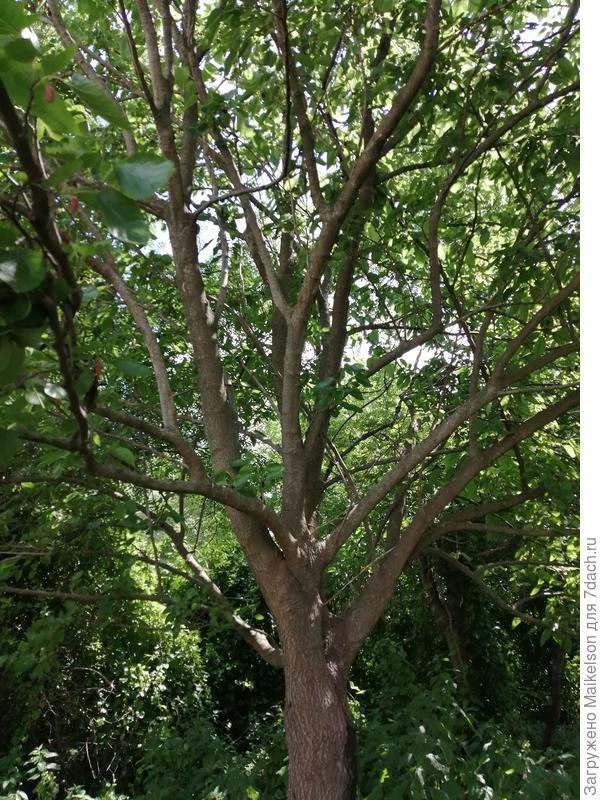 Какой сорт шелковицы на фото?