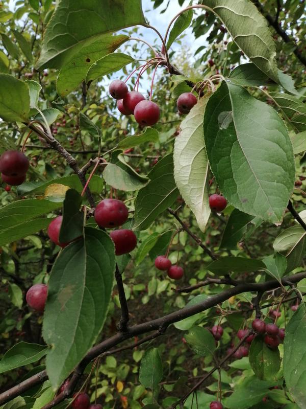 Подскажите пожалуйста название этого плодового дерева? Плоды похожи на вишню, на вкус плотные типа яблока и сочные