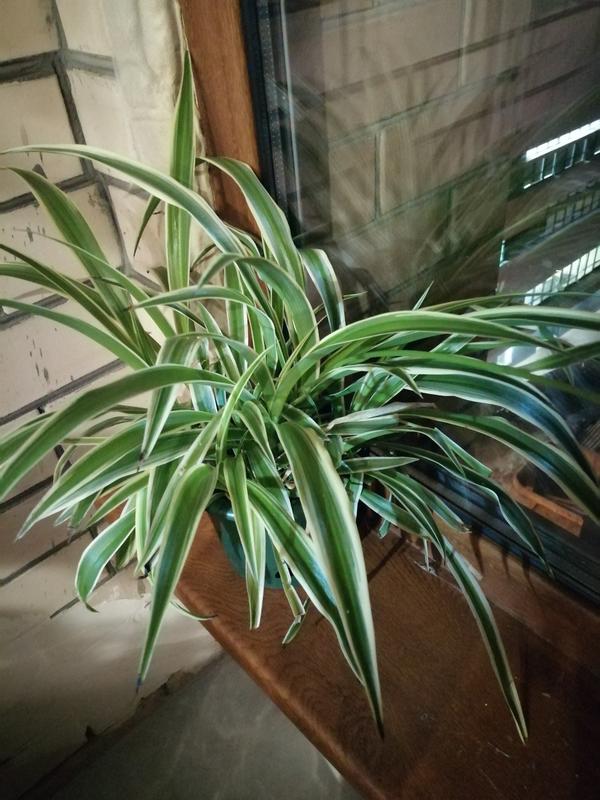 Подскажите пожалуйста название этого растения?