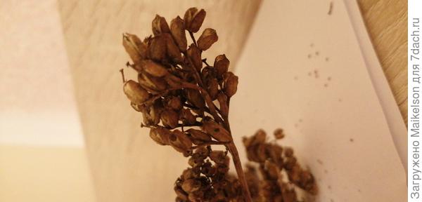 На концах семенных коробочек видны как бы тычинки