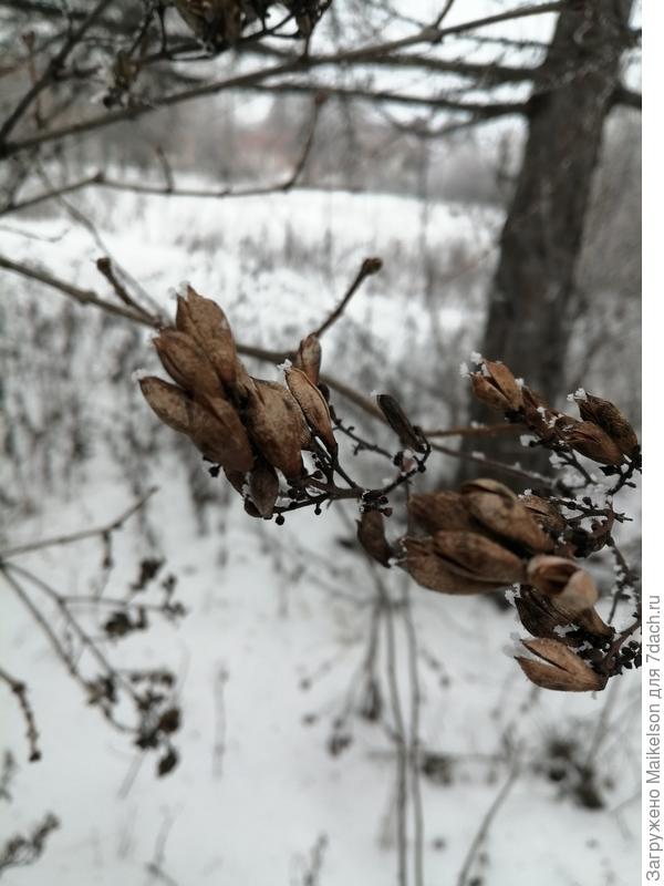Вот фото семенных коробочек сирени, они отличаются, крупнее и сплющены