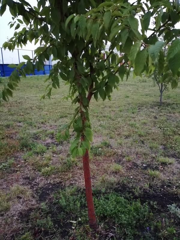Подскажите пожалуйста название этого дерева? Растёт в средней полосе как декоративное. Плоды похожи на черемуху.