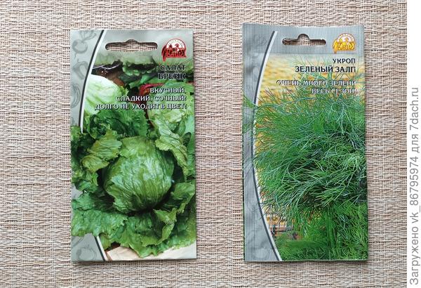 Семена салата