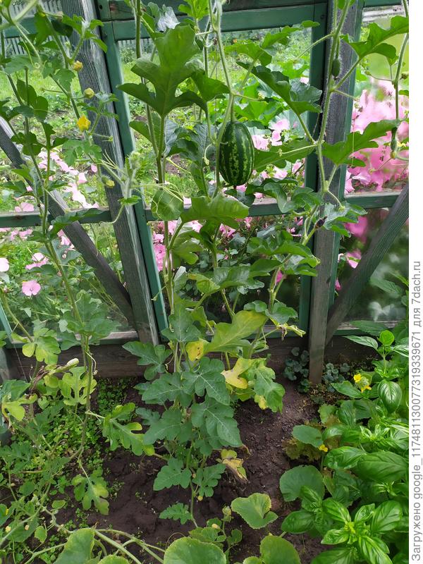 Вот такой красавчик