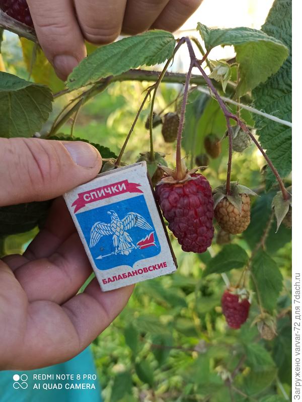 Моя Карамелька через 10 месяцев после посадки