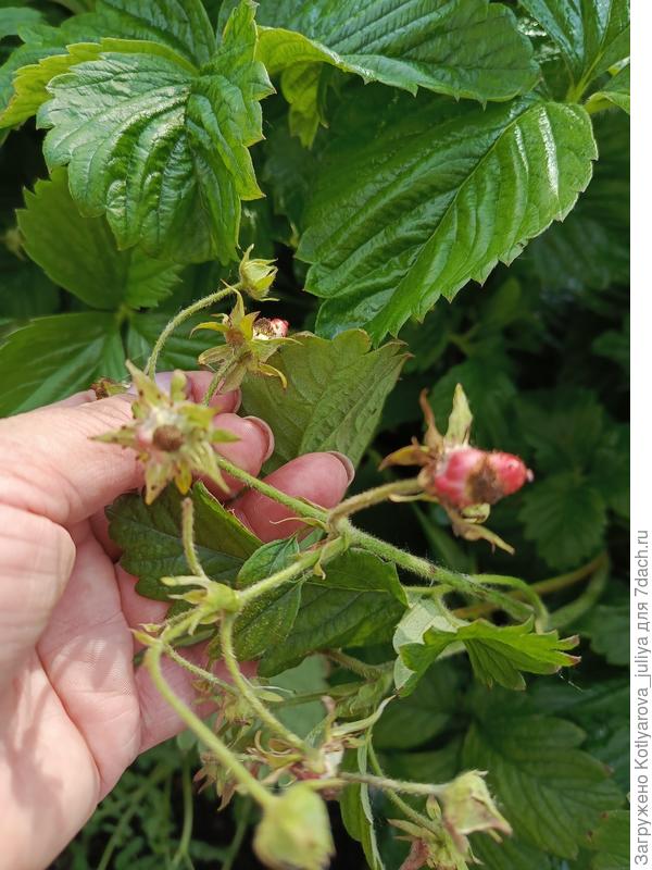 Слепая клубника