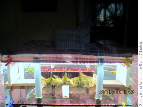 Томаты посажены 13.11.19г