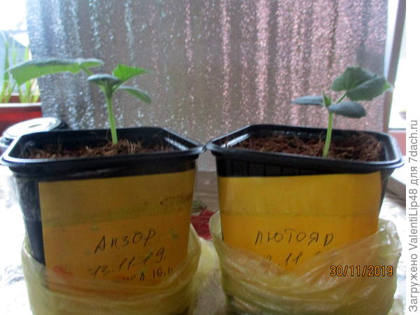 рассада огурчиков