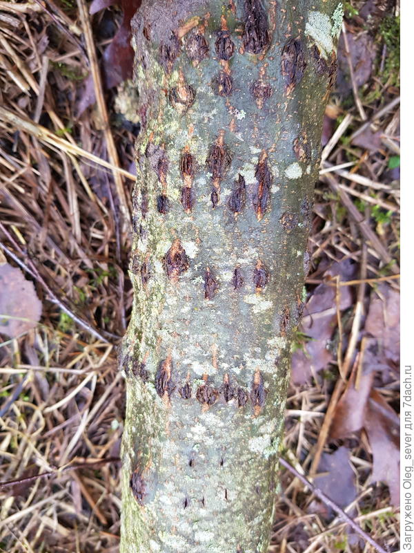 Срубленый дуб крона