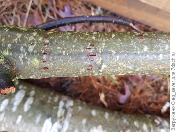 Крона срубленого дуба 12м