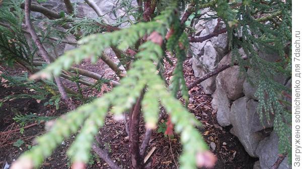 Хотела близко хвоинки сфотографировать.