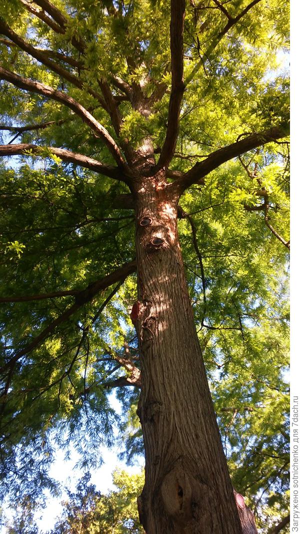 Общий вид дерева.