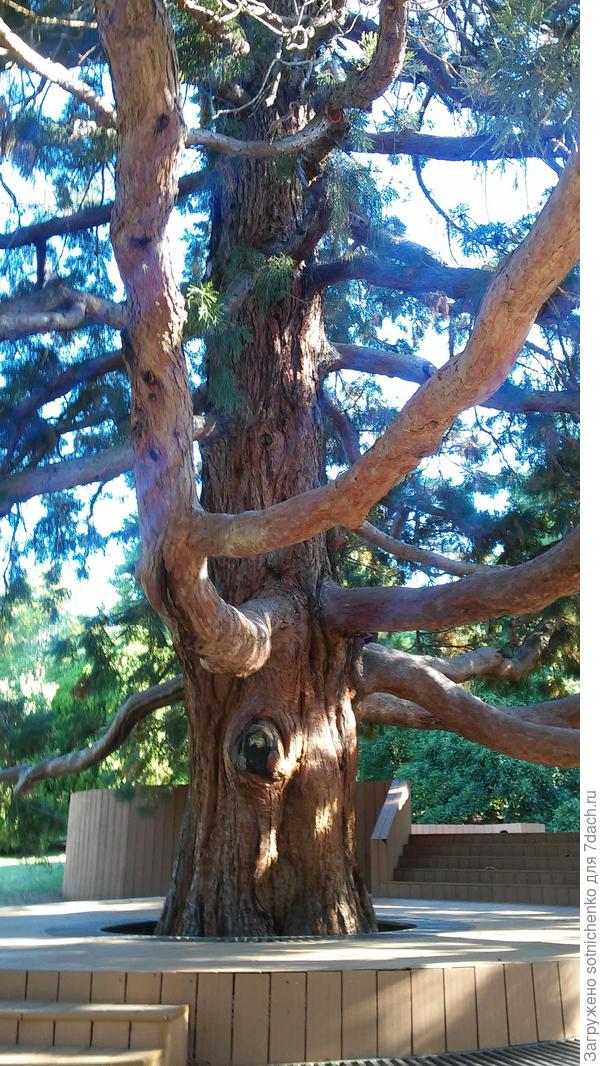 Сухость  крымского воздуха «научила» дерево в особенно жаркие годы частично сбрасывать ветви.