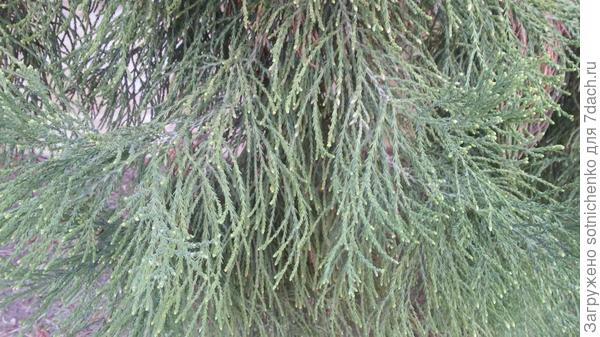 Хвоя.
