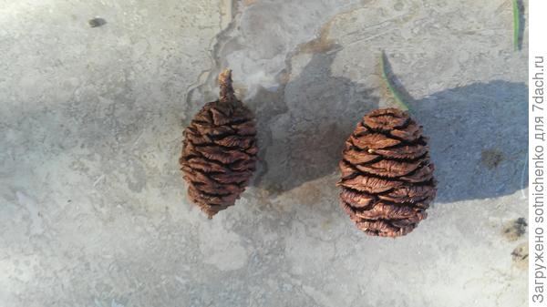 Шишки , созревающие на второй год, раскрываются и высыпают созревшие семена только при очень высокой температуре.