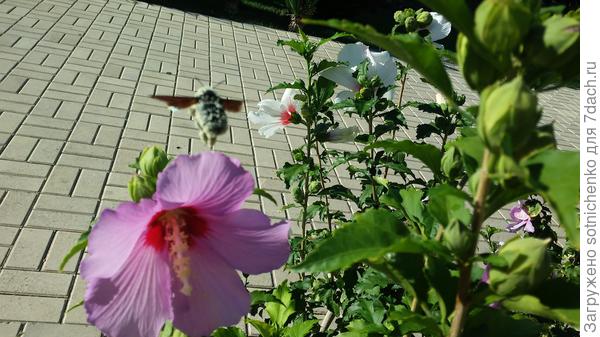 Извалялся в пыльце и полетел на новые цветы.