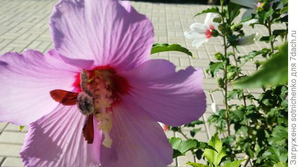 Насекомое опылитель.