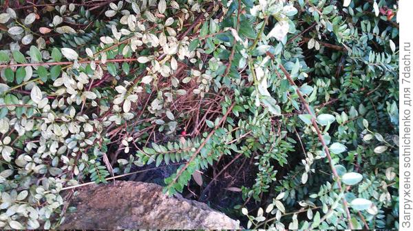 Кизильник и не тронутая вредителем рядом жимолость блестящая.