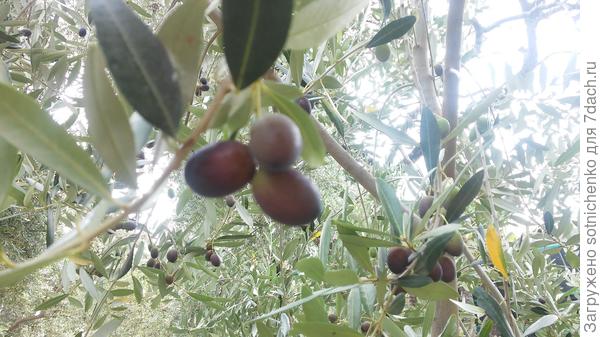 Поспевает урожай маслин.