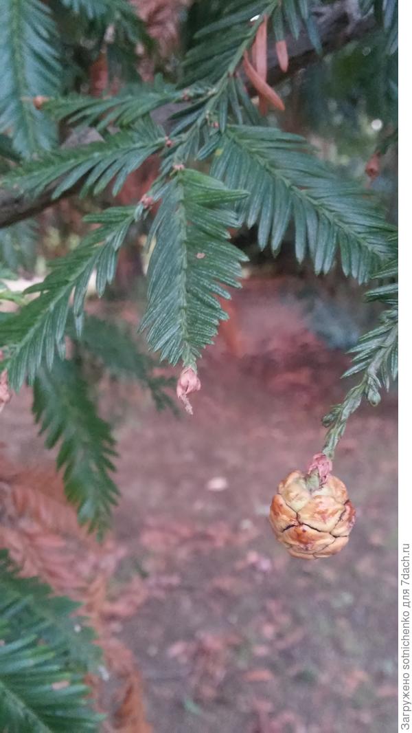 Шишка секвои вечнозеленой. Ноябрь 2020 год.