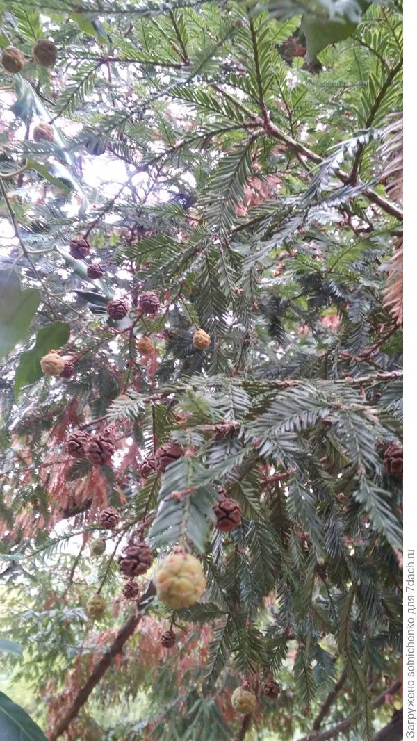 Сегодняшнее фото секвои.