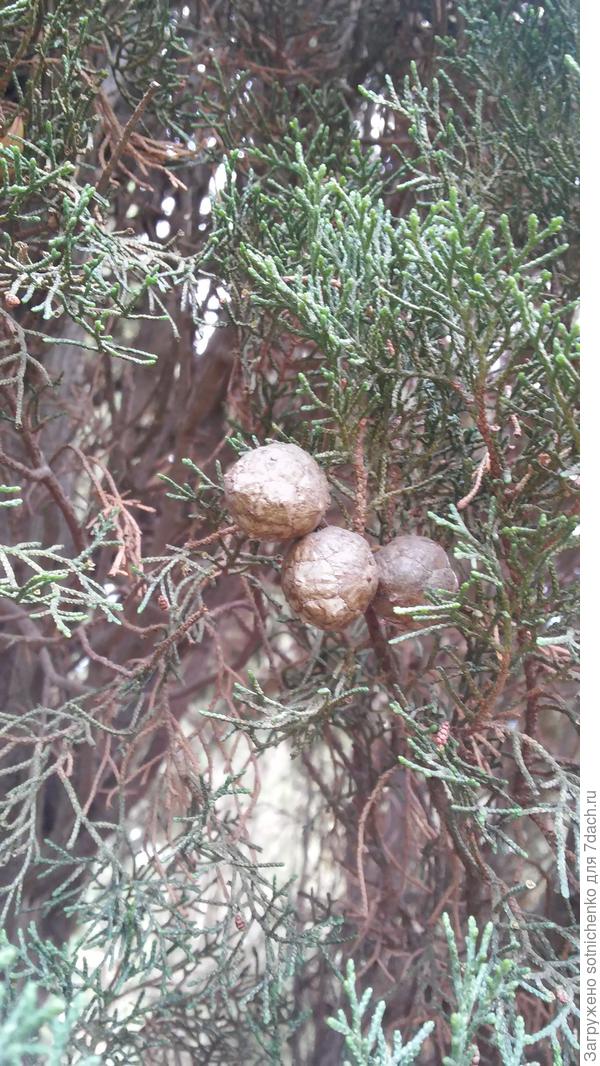 Шишки кипариса этого года.