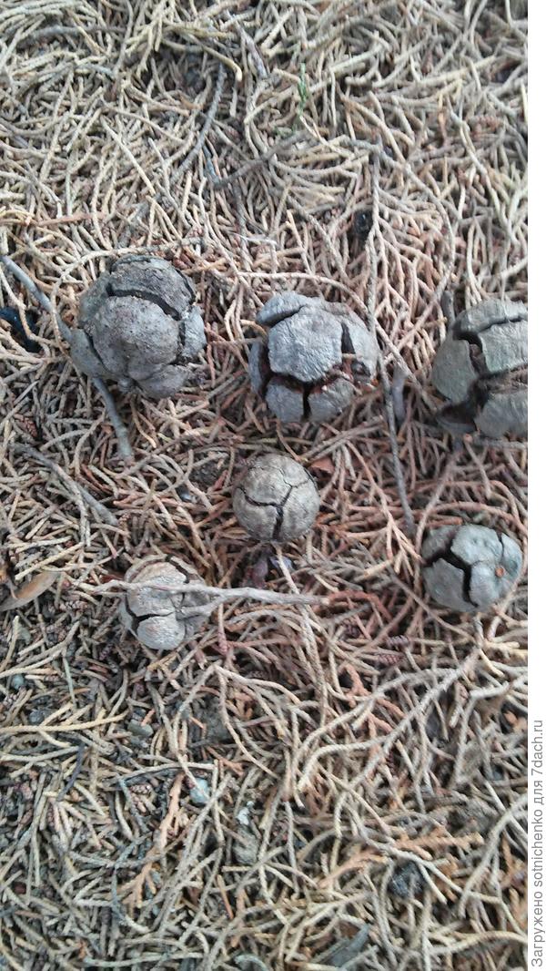 Прошлогодние шишки.Семян в них нет.