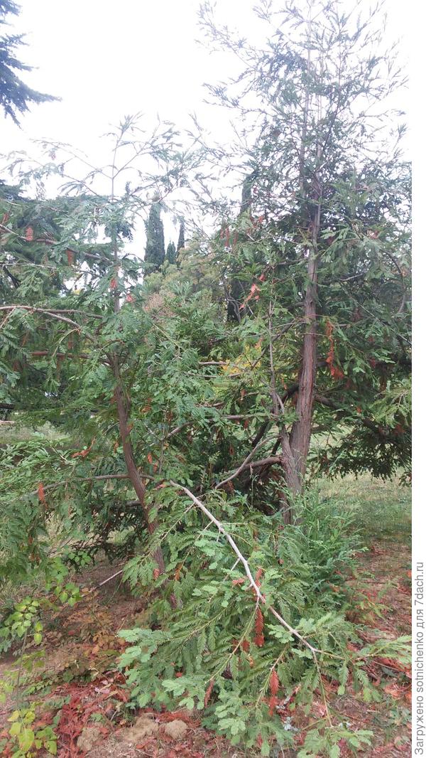 Секвойя вечнозеленная.На ЮБК страдает от сухости воздуха и почвы