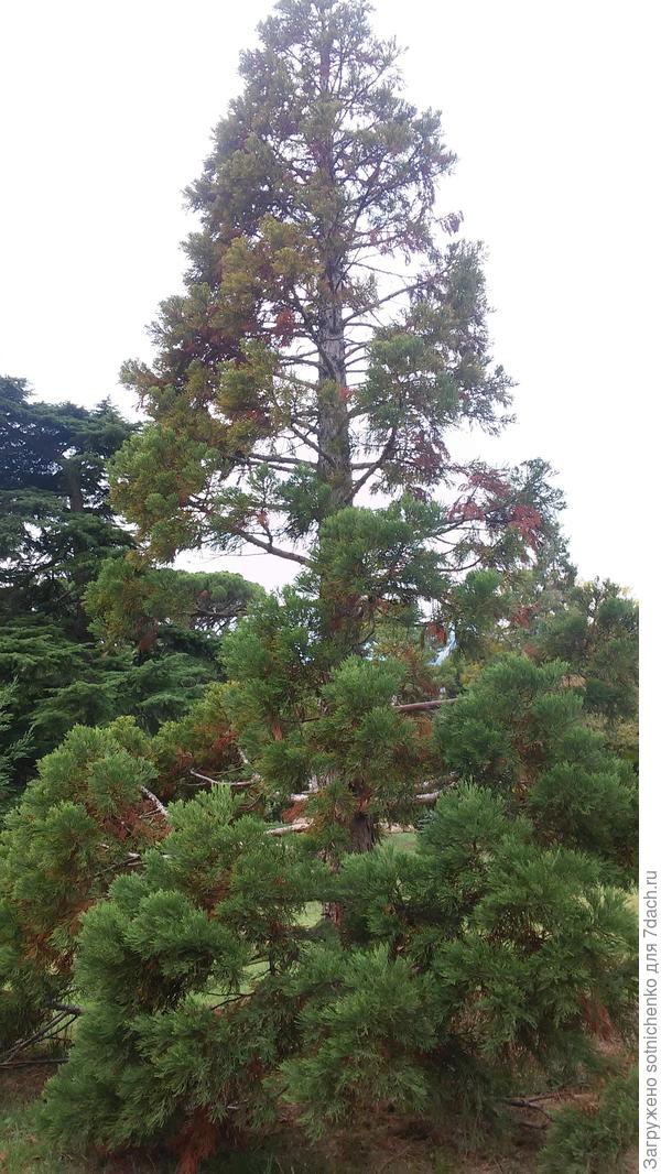 Возраст секвойядендрона приблизительно 35-40 лет.