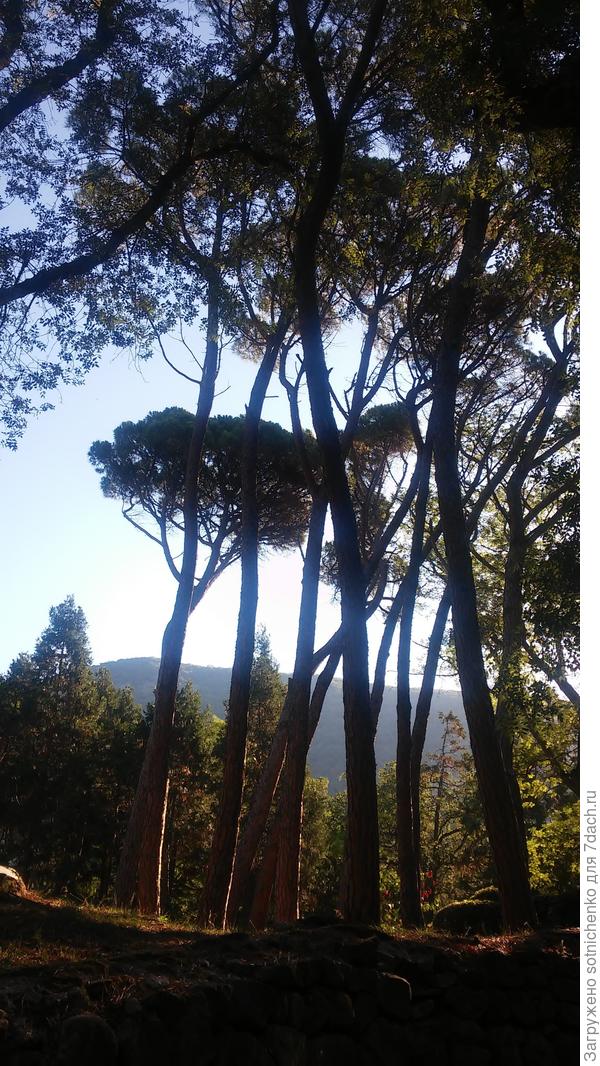 Сосна итальянская,возраст около 80 лет.