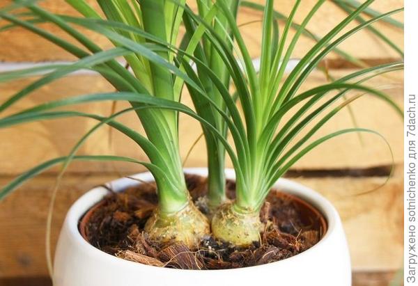 Фото из интернета.