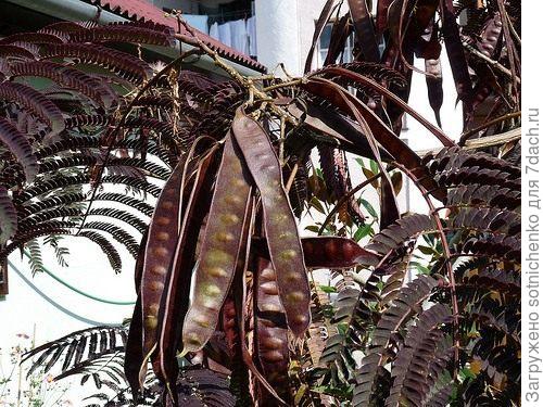 Фото из интернета.Альбиция.