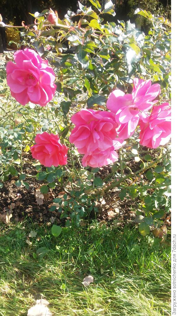 Еще все цветет!