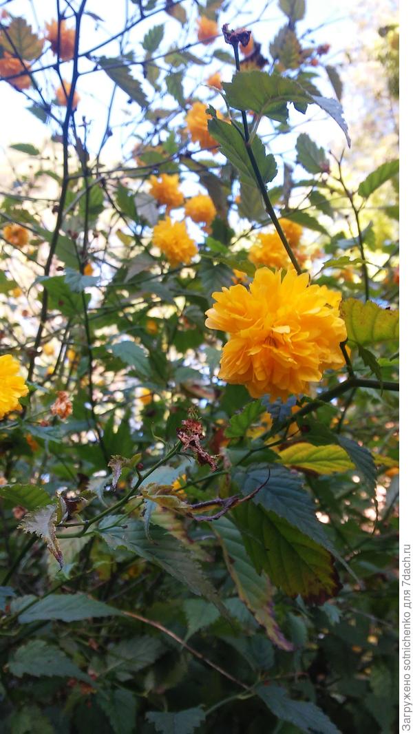 Зацвела в закрытом от ветров дворике керия японская.