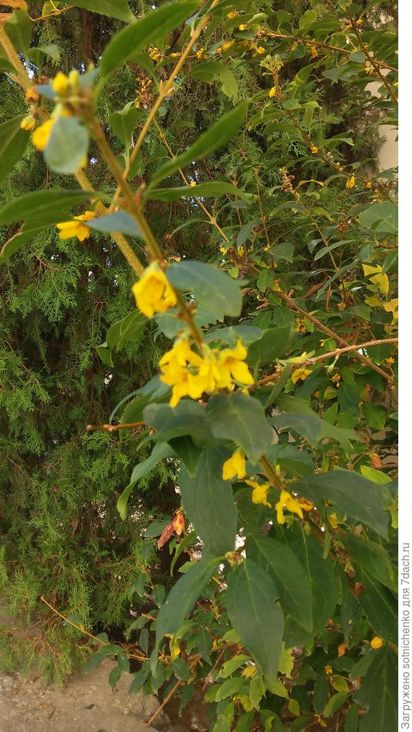 Около высотного дома в Гурзуфе спутала времена года форзиция ранняя.