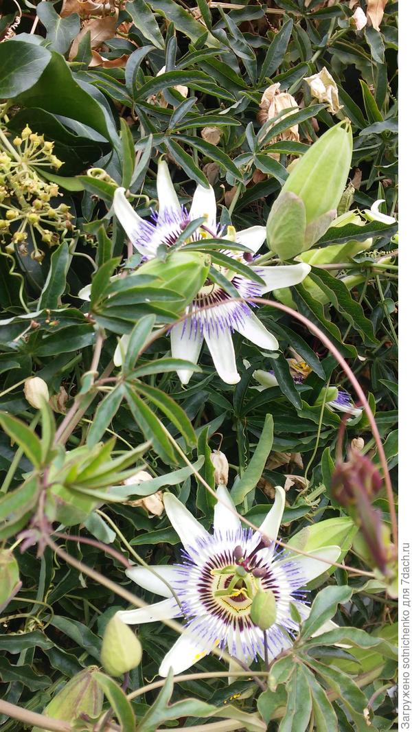 Радует глазки пассифлора.