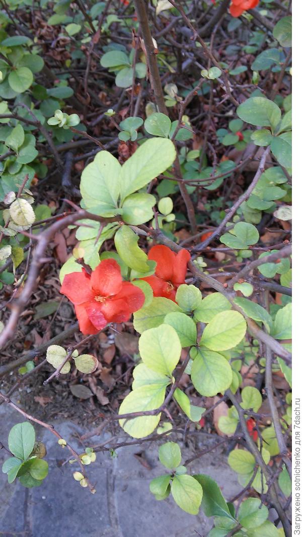 В Ялте нашла цветущий хеномелис.